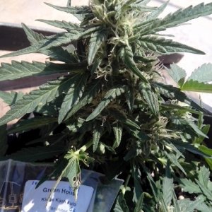 autoflowering strains....kings kush auto...