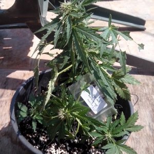 autoflowering strains....auto super hash