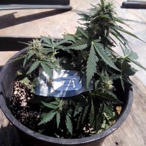 autoflowering strains....kings kush auto