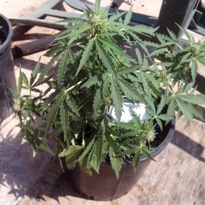 autoflowering strains....OG kush auto