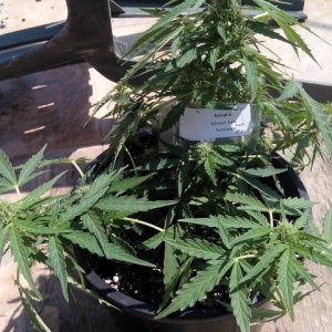 autoflowering strains....OG Kush Auto