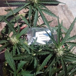 autoflowering strains....skunk automatic