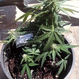 autoflowering strains....walter white auto