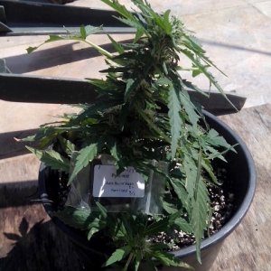 autoflowering strains....