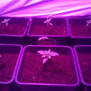 seedlings