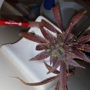 auto afghan critical mass bud