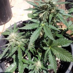 kings_kush_auto1_Small_