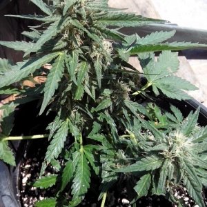 kings_kush_auto2_Small_