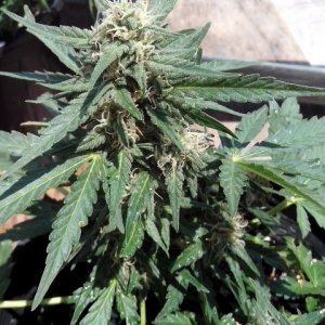 kings_kush_auto3_Small_