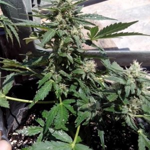 kings_kush_auto4_Small_