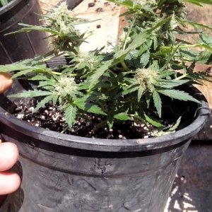 kings_kush_auto_Small_