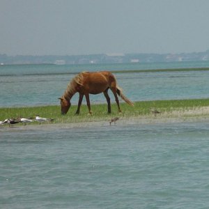 Wild_Horse_Stranded_on_Shoal