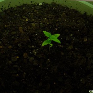 Strawberry Cough - Day 18