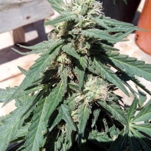 kings_kush_auto2_Small_1