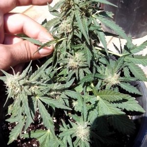 kings_kush_auto5_Small_