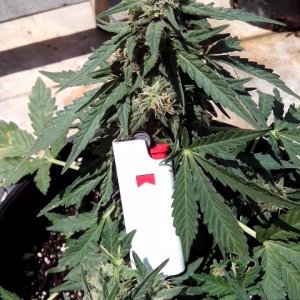 kings_kush_auto_Small_1