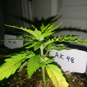 AK48 Day 21