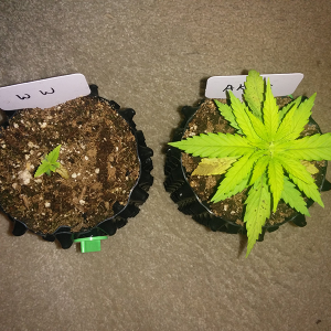 Day 21 AK48 - Day 14 WW