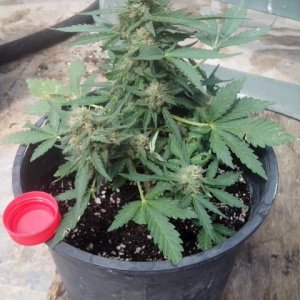 Kings_Kush_Auto