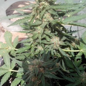 Kings_Kush_Auto