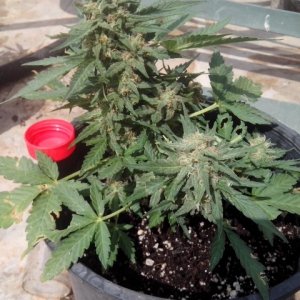 Kings_Kush_Auto