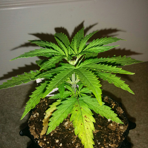 AK48 Day 24