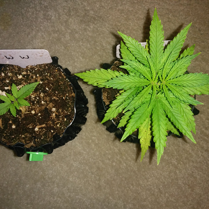 Day 24 AK48 - Day 17 WW