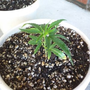 Veg state week 3 from Germination