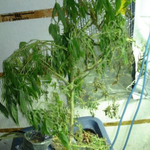 OMU grow room