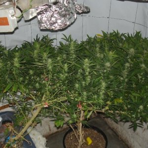 OMU grow room