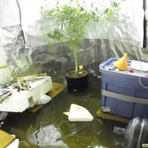 Flooded grow room