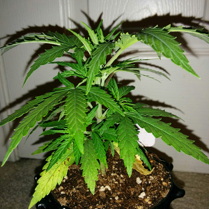 AK48 Day 29