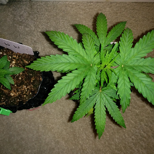 Day 29 AK48 - Day 22 WW