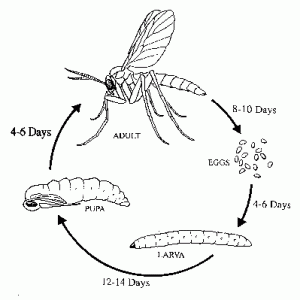 Fungus Gnat Life Cycle