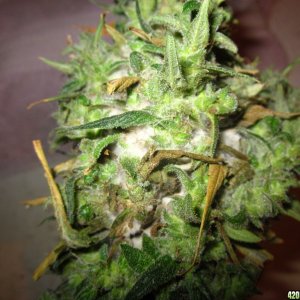 mold_and_harvest_003