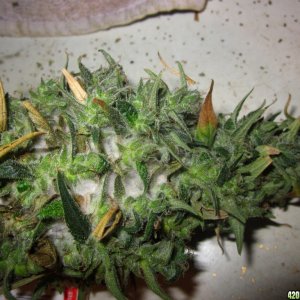 mold_and_harvest_004