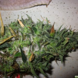 mold_and_harvest_005