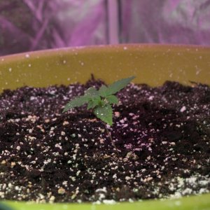 Seedlings update