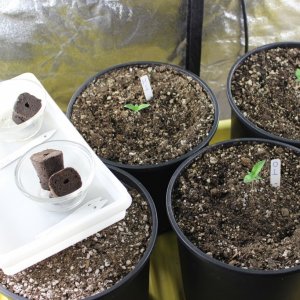 Group shot of seeds and seedlings