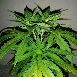 AK48 Day 34