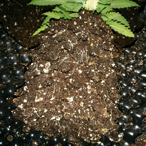 AK48 Day 34 Transplant 5L