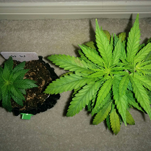 Day 34 AK48 - Day 27 WW