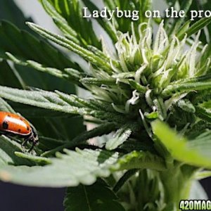 Lady Bug Lady Bug