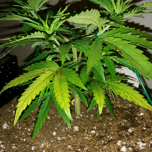 AK48 Day 36