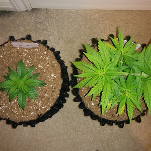 Day 36 AK48 - Day 29 WW