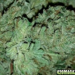 Coco GG4