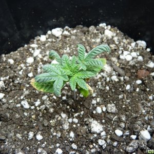 Seedling Day 17