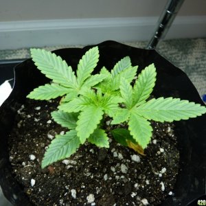 Seedling Day 17