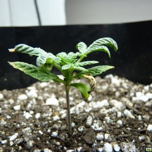 Seedling Day 17