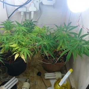 Week two micro cfl